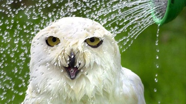 Водяная Сова