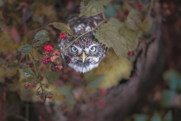 Сова под мухомором
