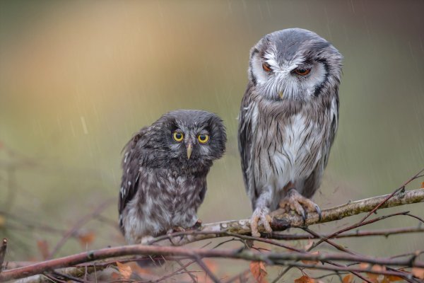 Сова с совятами