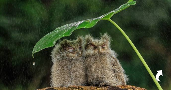 Птицы дождя