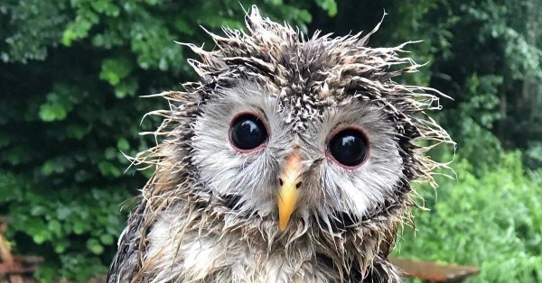 Промокшая под дождём Сова