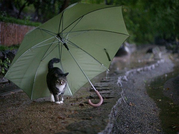 Кот с зонтиком