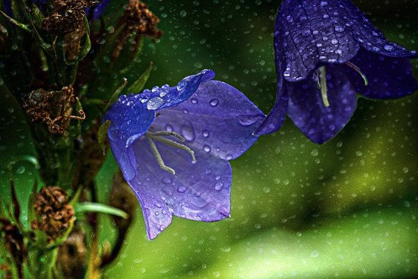 Цветы в каплях дождя