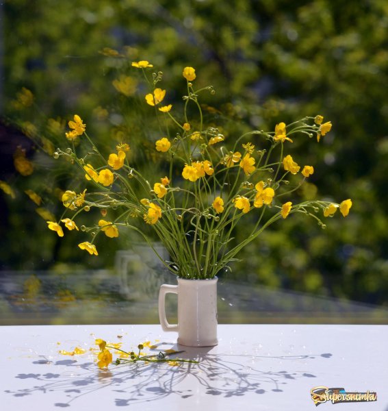 Летнее утро после дождя