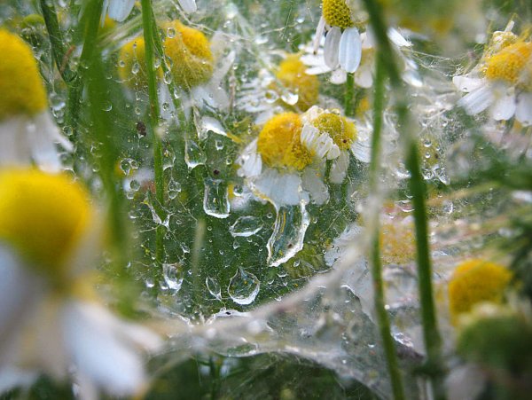 Ромашки после дождя