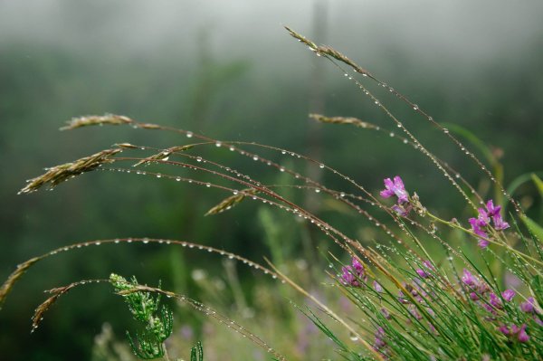 Летом после дождя