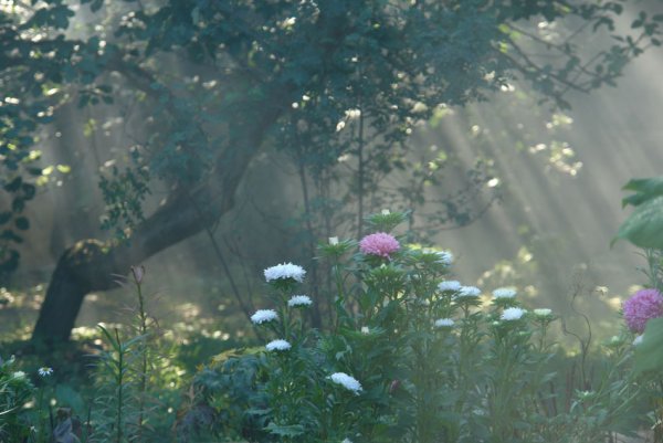 Хмурое летнее утро