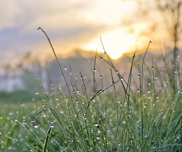 Трава на рассвете