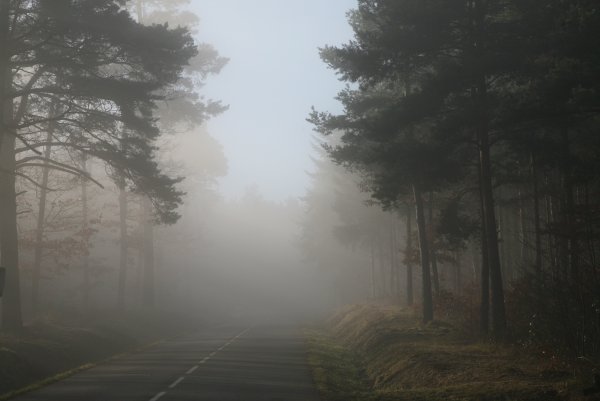 Дождливый день в лесу