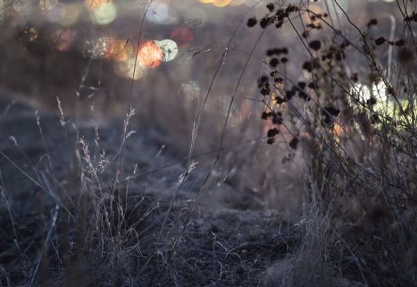 Дождь в поле Эстетика