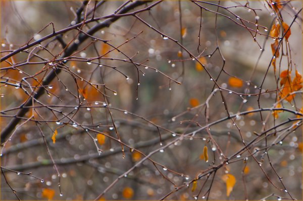 Поздняя осень дождь