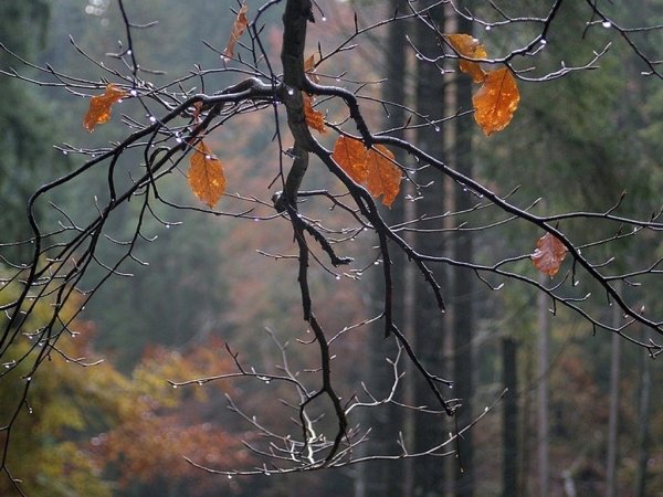 Поздняя осень дождь
