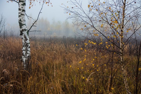Береза поздней осенью