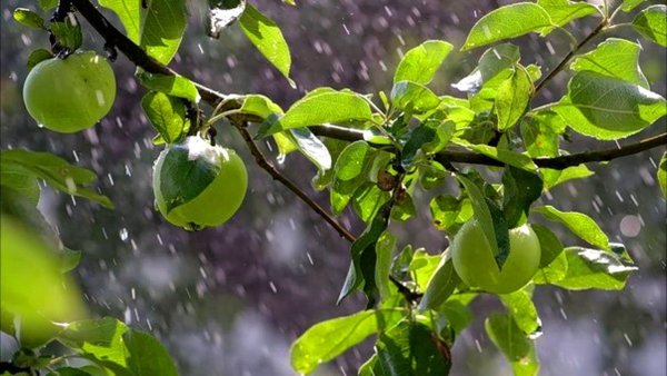 Яблоня после дождя