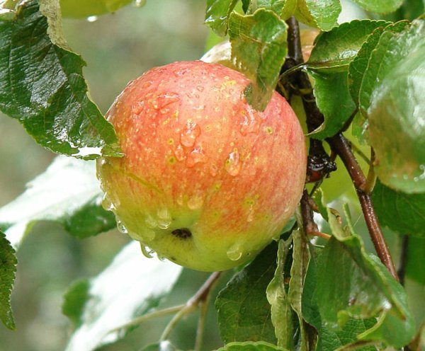 Яблоня после дождя