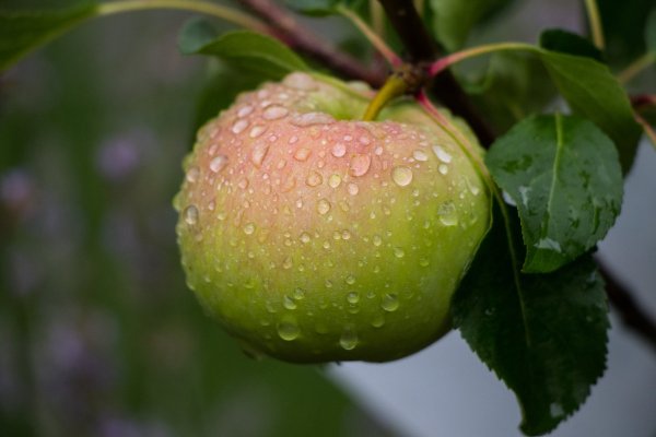 Яблоки под дождем