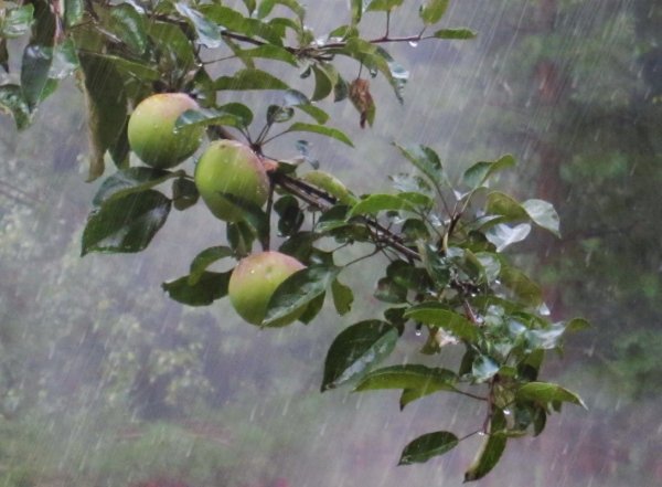 Яблоня под дождем