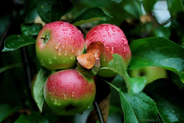 Яблочки после дождя
