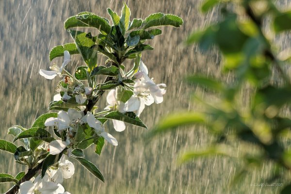 Цветущие яблони в Дожде