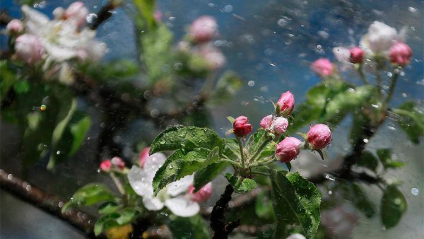 Дождь в яблоневом саду