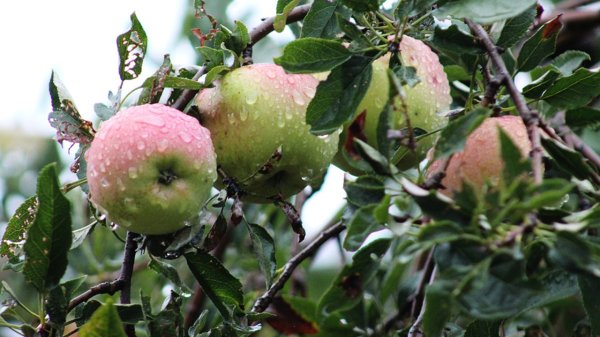 Яблоки под дождем