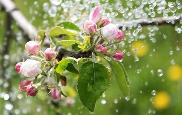 Цветущая яблоня дождь