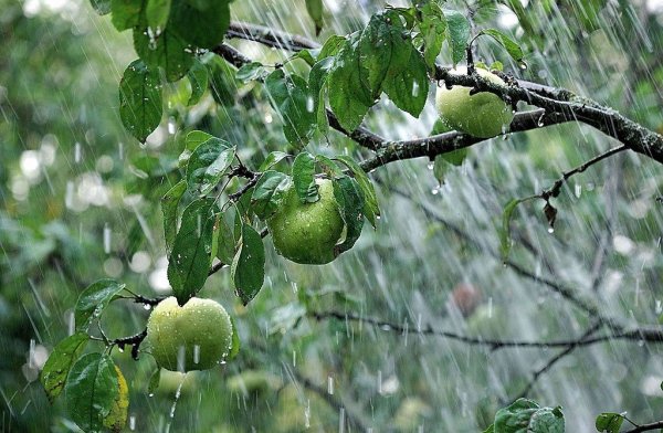 Сад под дождем