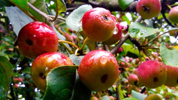 Русские яблоки