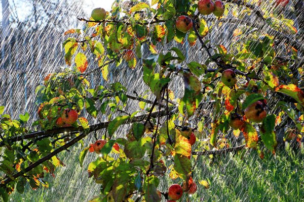 Яблоневый сад под дождем