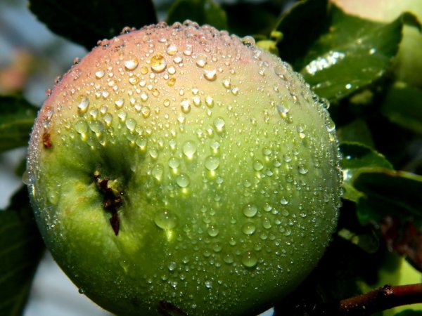 Яблоня зеленка сочная