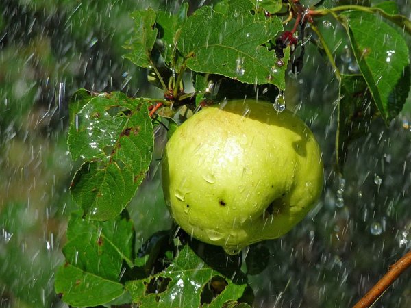 Яблоки под дождем