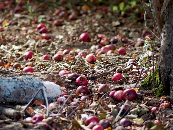 Ноябрьские яблоки