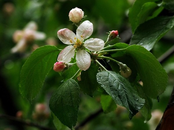 Яблоня после дождя