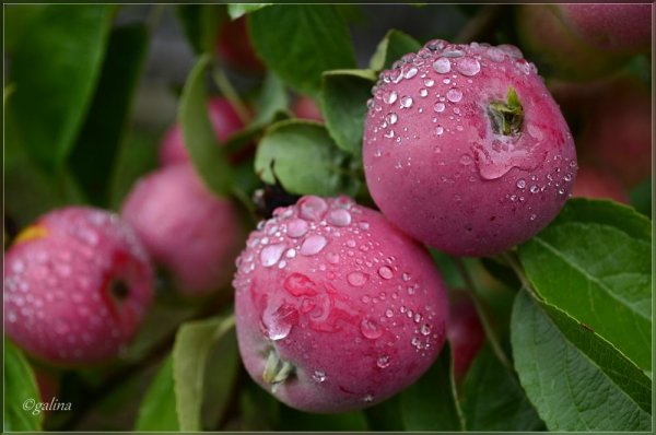 Розовые яблоки на ветке