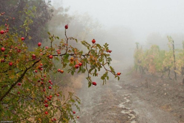 Рябина в тумане