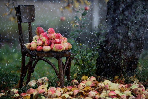 Яблоки в саду