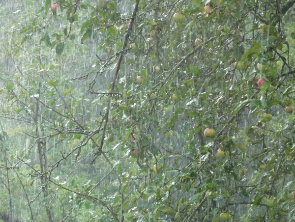 Яблоня под дождем