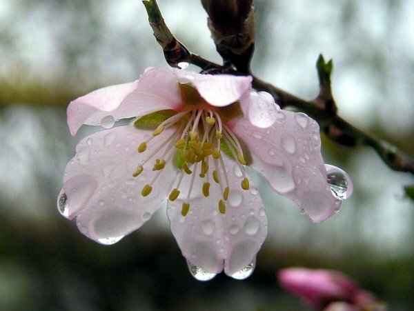 Цветущая яблоня дождь