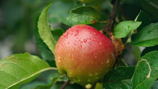 Яблоня эримар