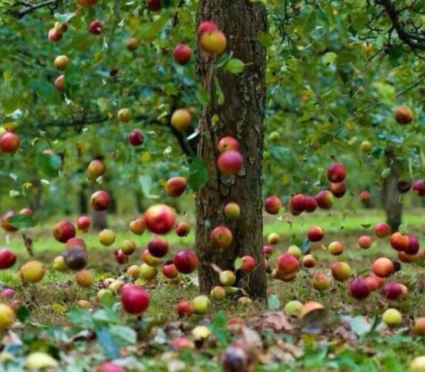 Осень в саду фруктовые деревья