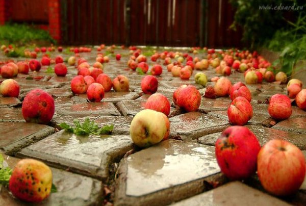 Яблоки разбросанные