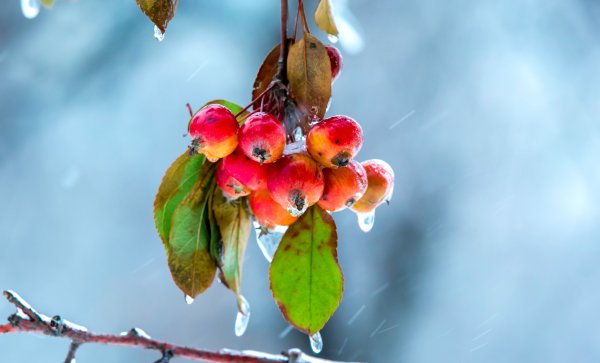 Осенняя ветка яблони