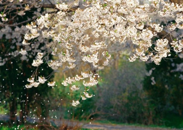 Дождь в цветущем саду