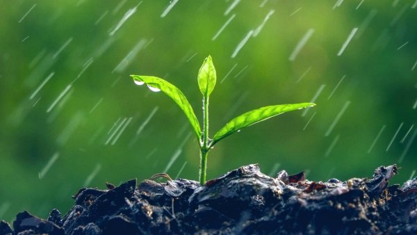 Трава из земли