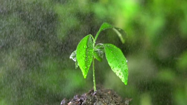 Растения под дождем