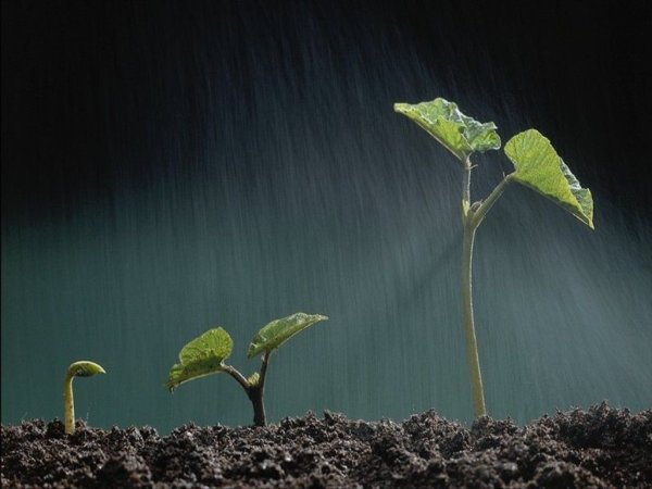 Растения на свету