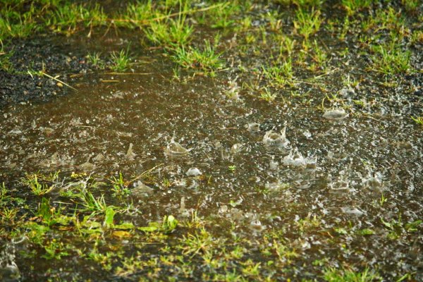 Мокрая почва