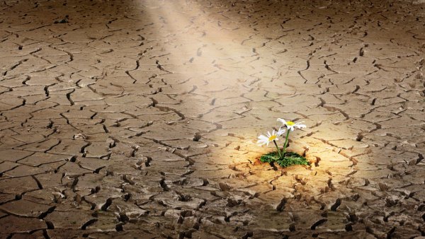 Цветок среди пустыни