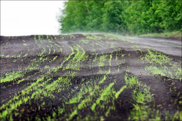 Влажная почва
