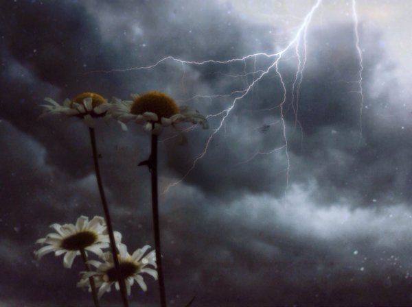 Буря и цветок